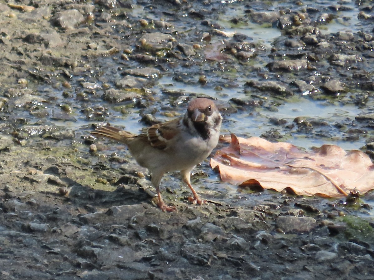 Хээрийн бор шувуу - ML646633277