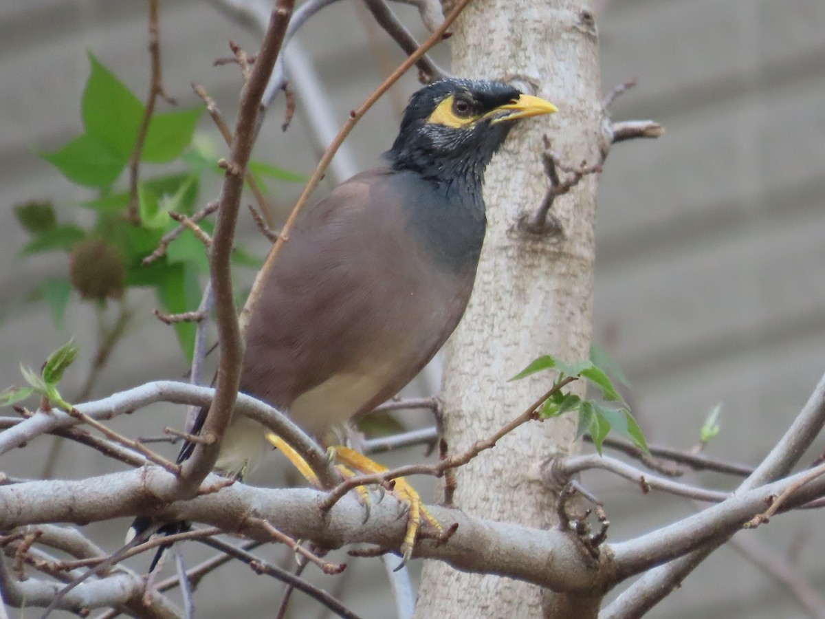 Тольт бор тодол - ML646633281