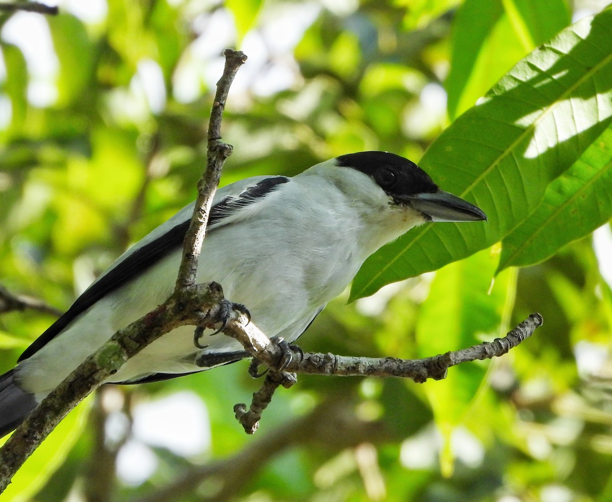Black-crowned Tityra - ML646633282
