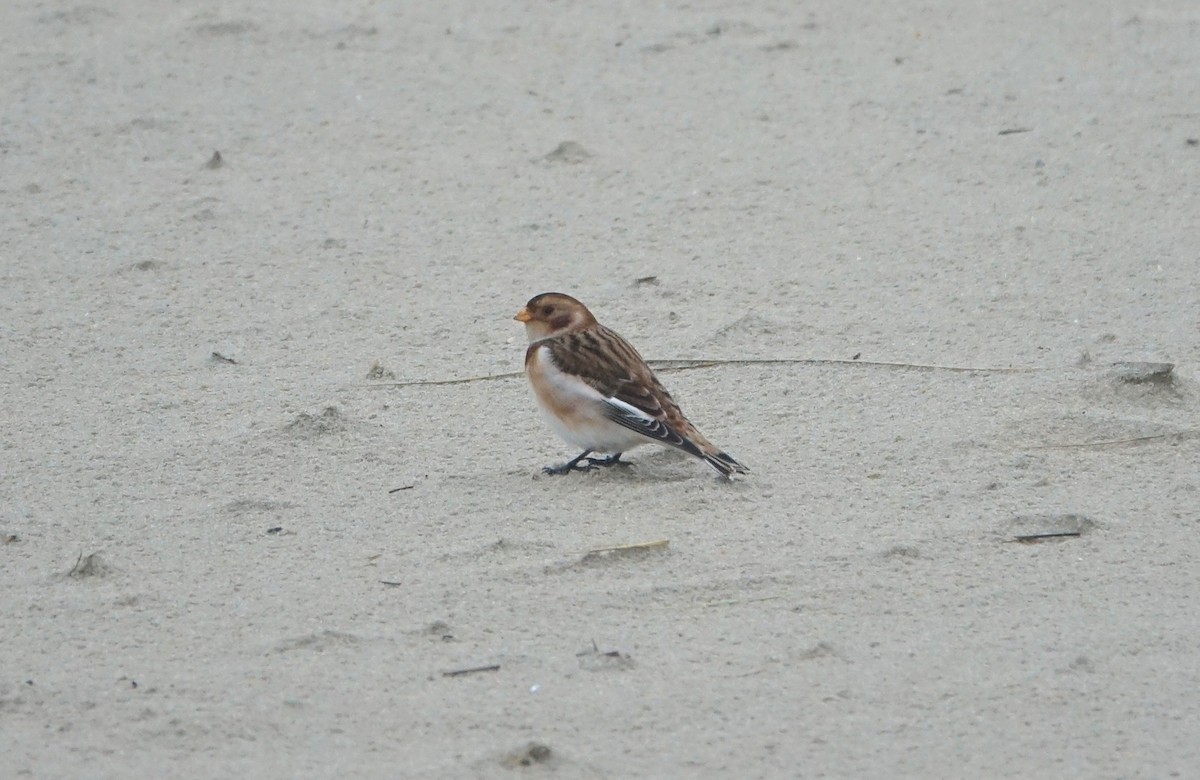 snøspurv - ML646633284