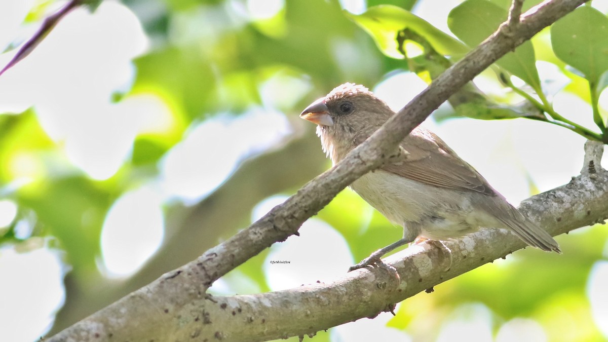 Scaly-breasted Munia - ML646633285