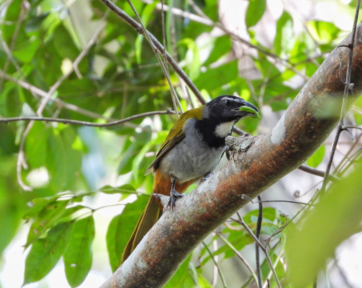 Black-headed Saltator - ML646633291