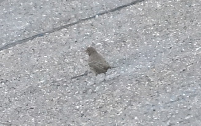 skjærpiplerke - ML646633293