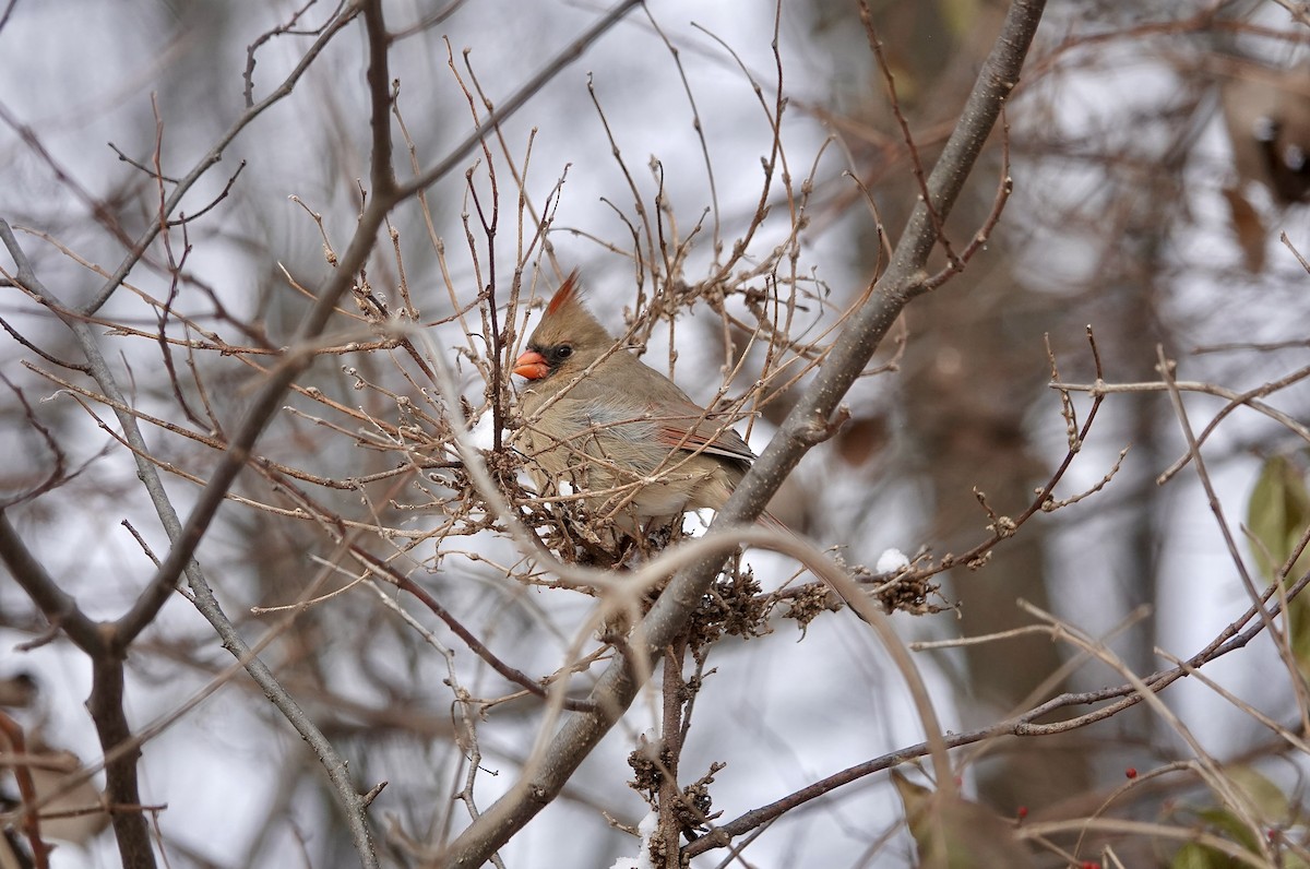 rødkardinal - ML646633295