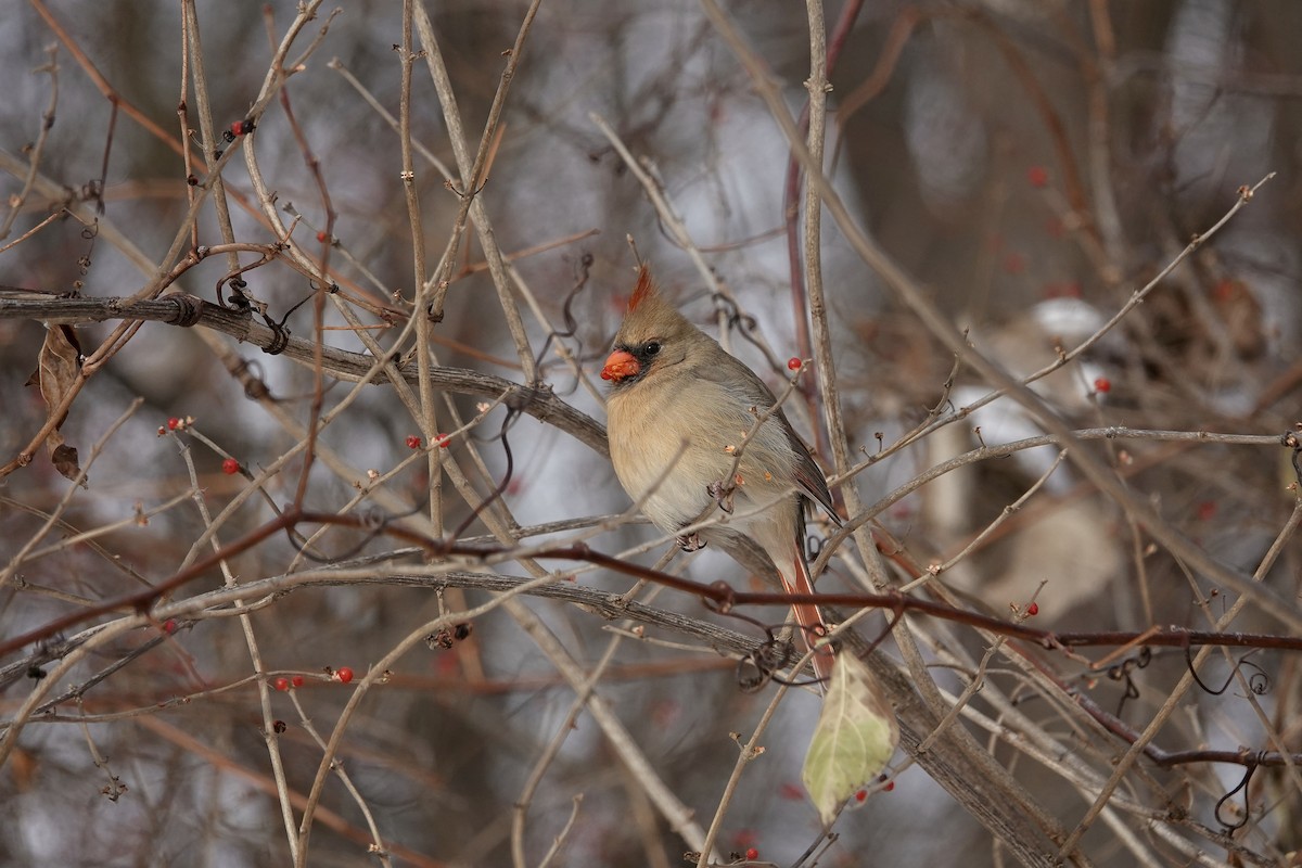 rødkardinal - ML646633297