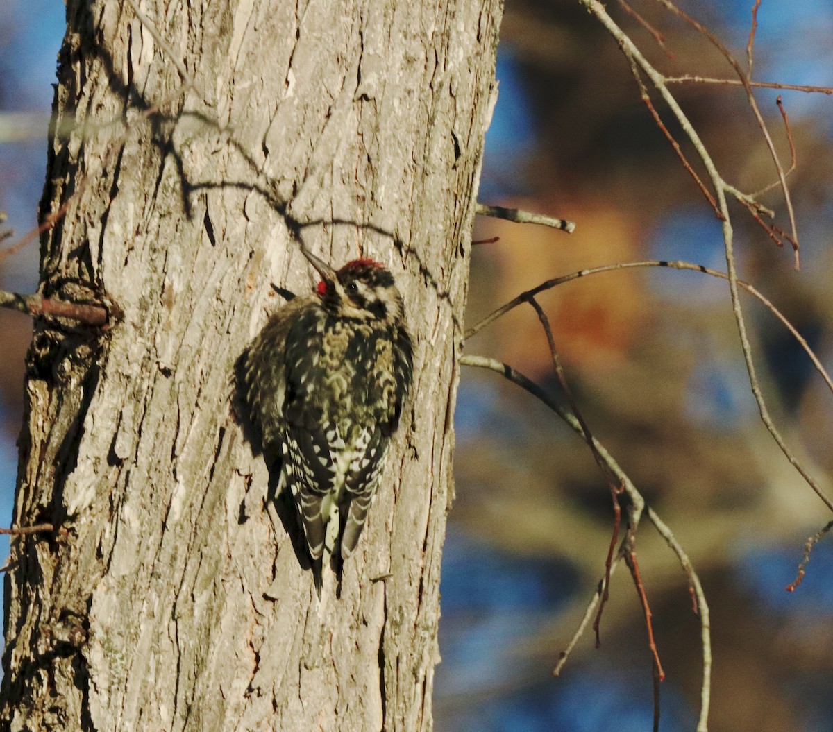 シルスイキツツキ - ML646633299