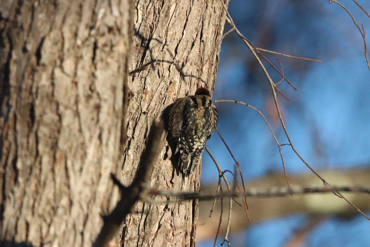 シルスイキツツキ - ML646633300