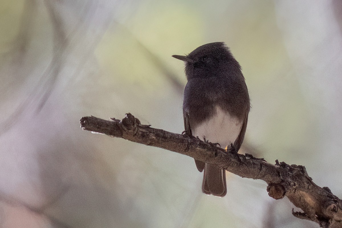 Black Phoebe - ML646633301
