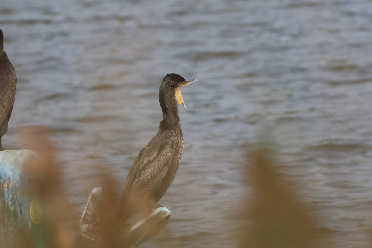 Great Cormorant - ML646633303