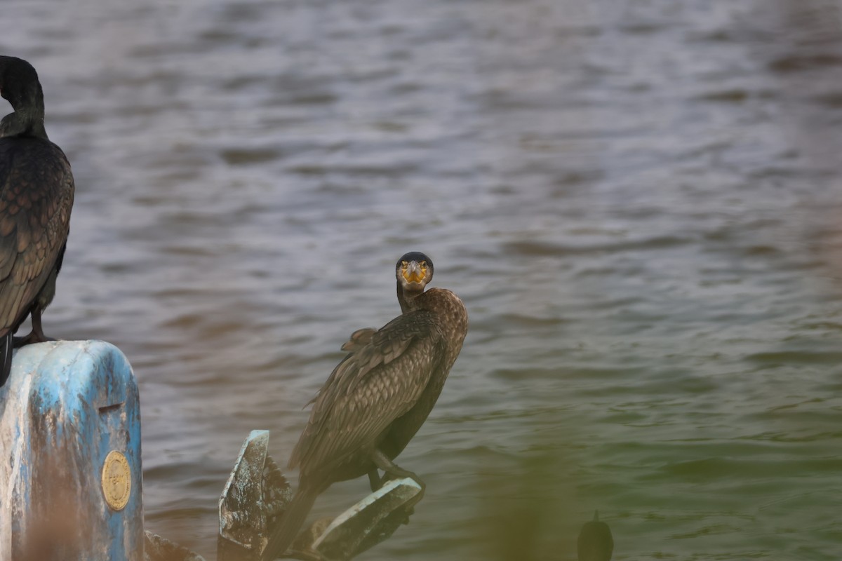 Great Cormorant - ML646633304