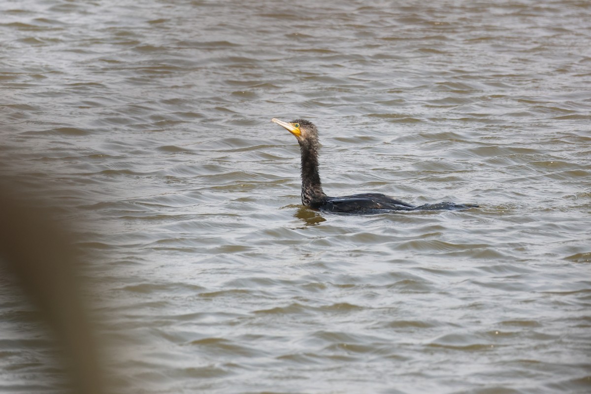 Great Cormorant - ML646633305
