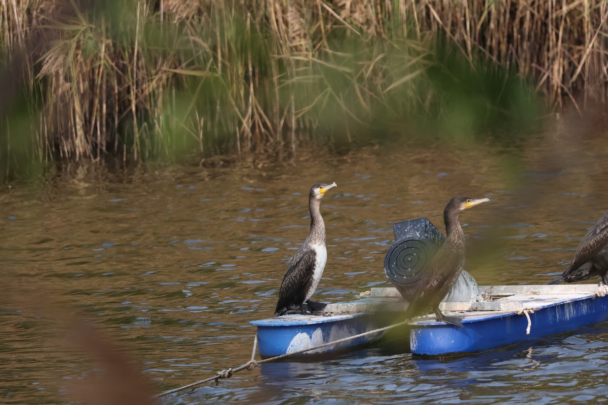 Great Cormorant - ML646633306