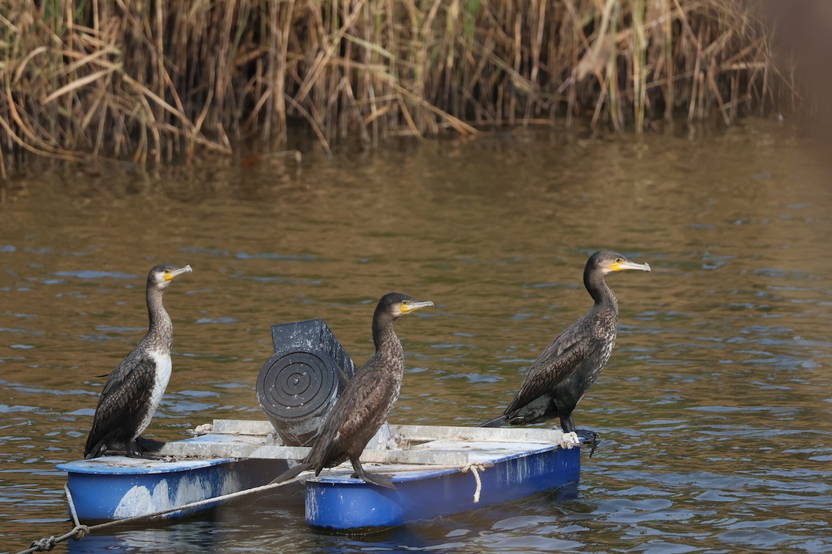Great Cormorant - ML646633307