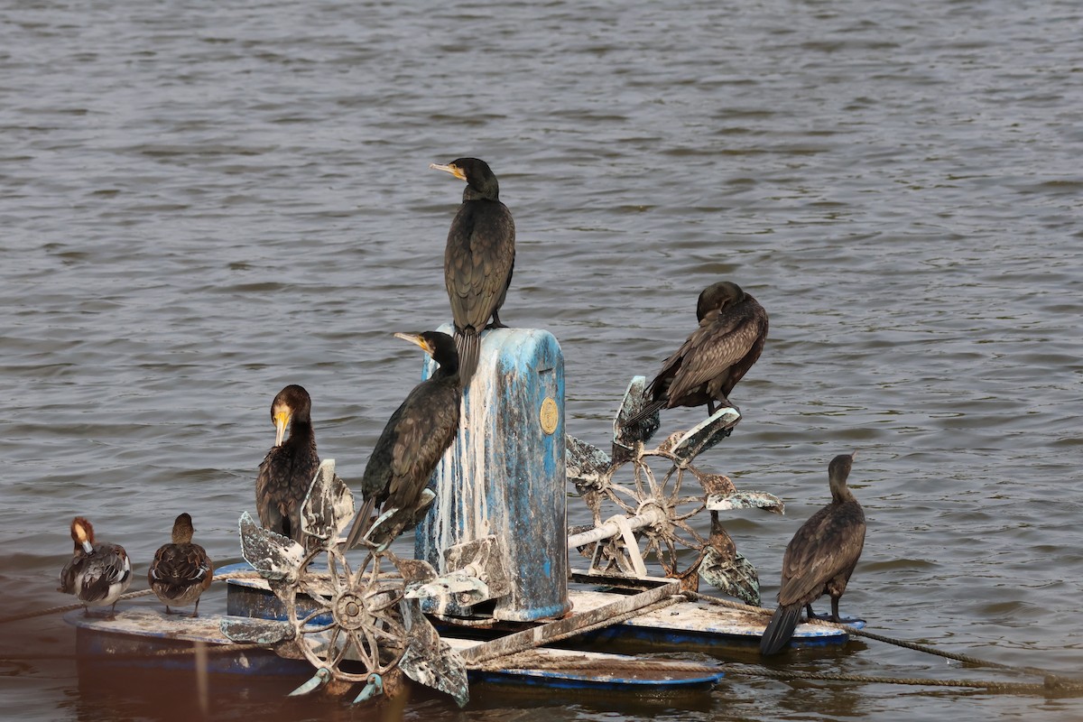 Great Cormorant - ML646633308