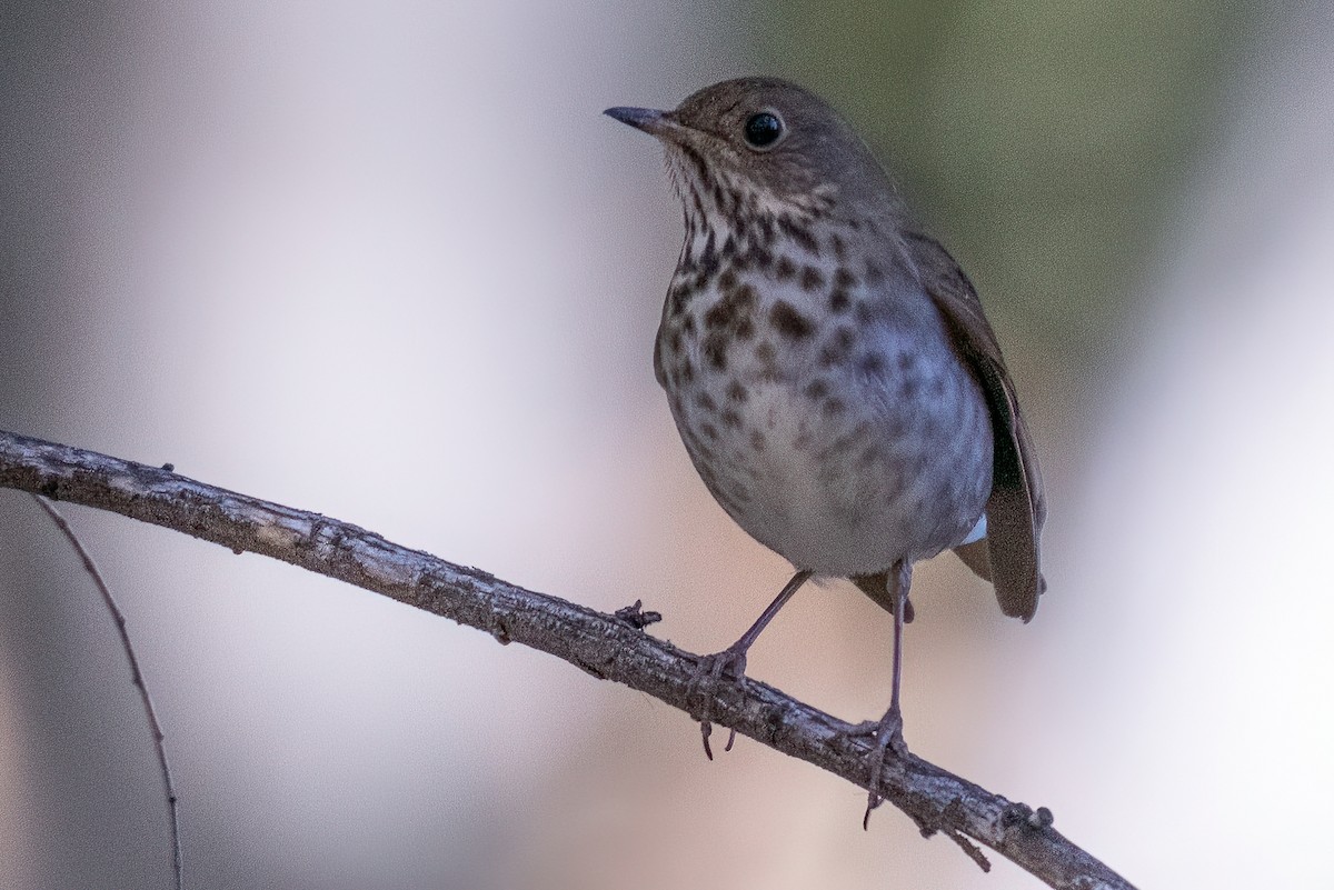 Hermit Thrush - ML646633311