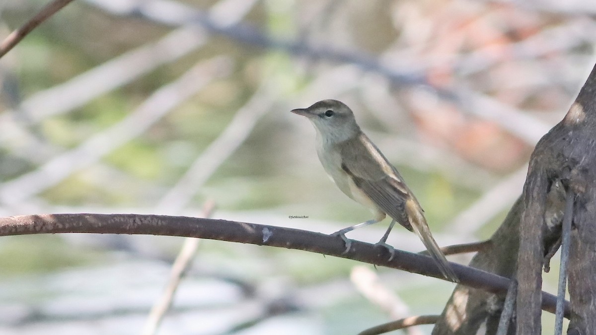 Oriental Reed Warbler - ML646633323