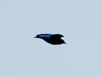 Asian Fairy-bluebird - ML646633332