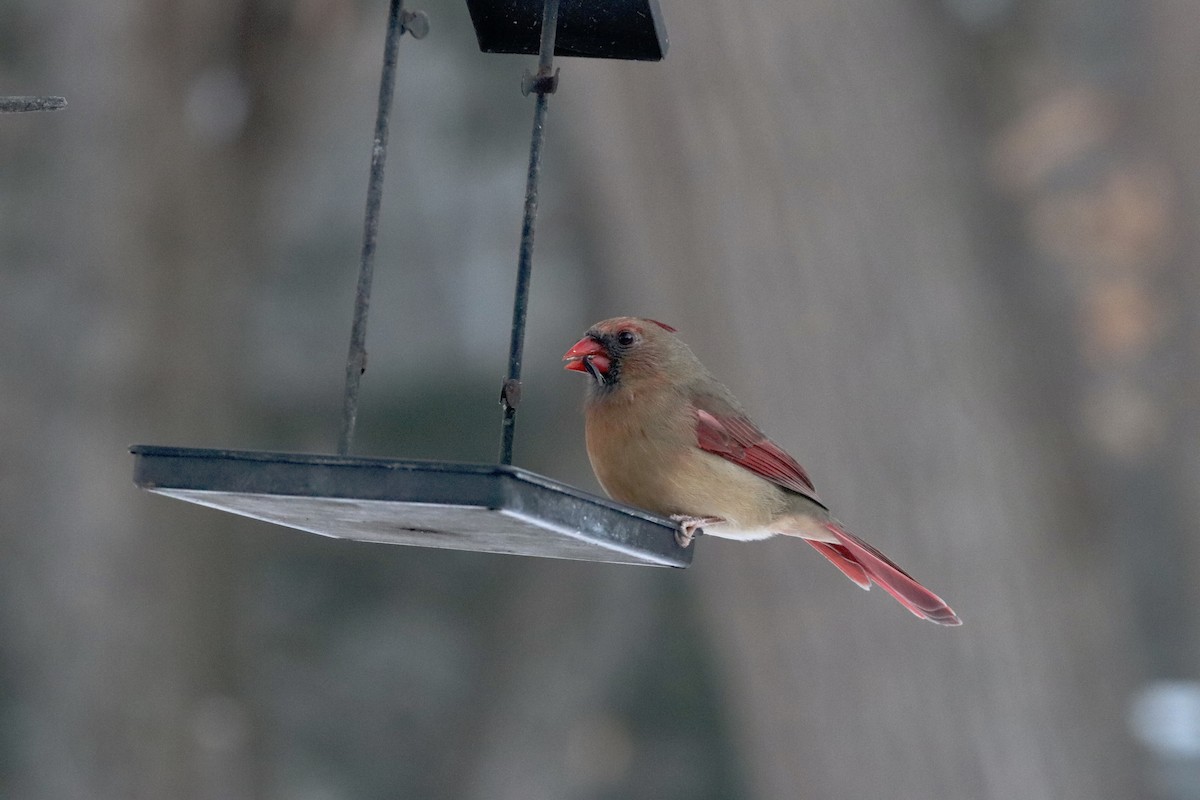 ショウジョウコウカンチョウ - ML646633335