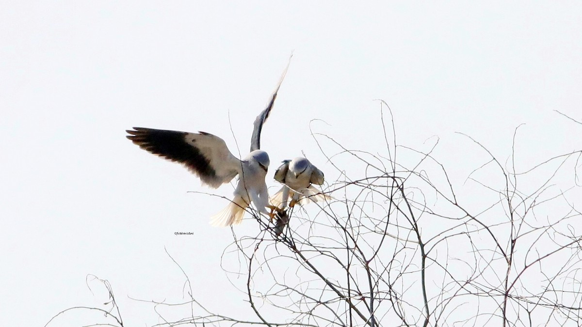 Black-winged Kite - ML646633336