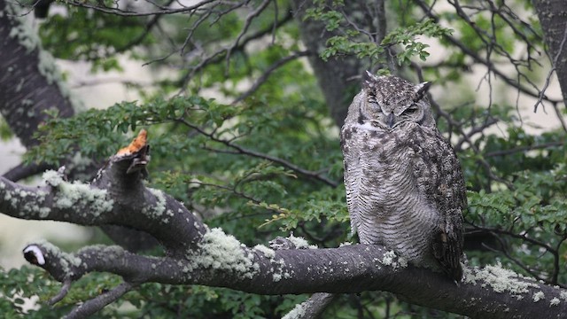 Пугач магеланський - ML646633337