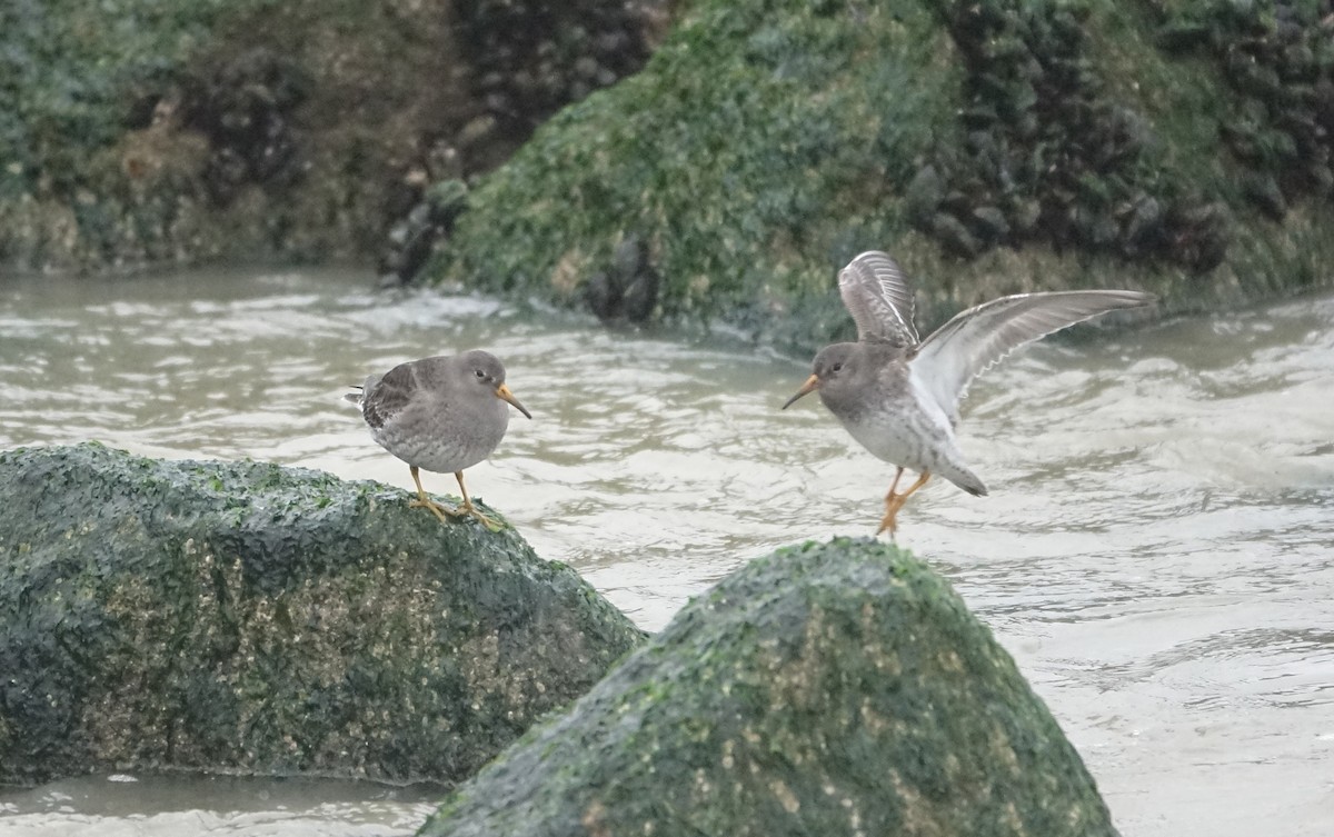 Purple Sandpiper - ML646633338