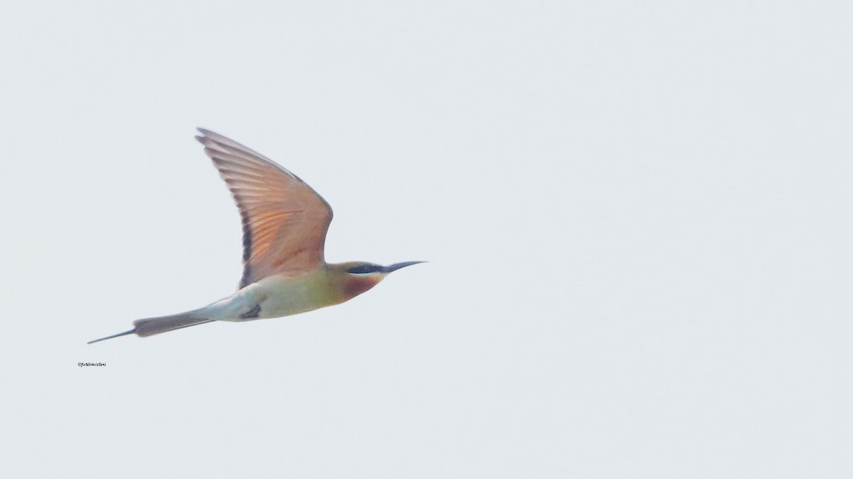 Blue-tailed Bee-eater - ML646633339
