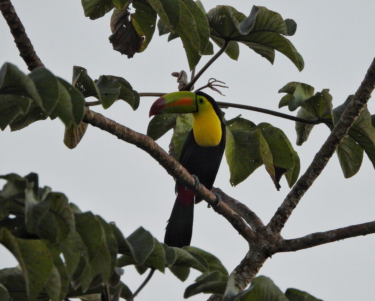 Keel-billed Toucan - ML646633340