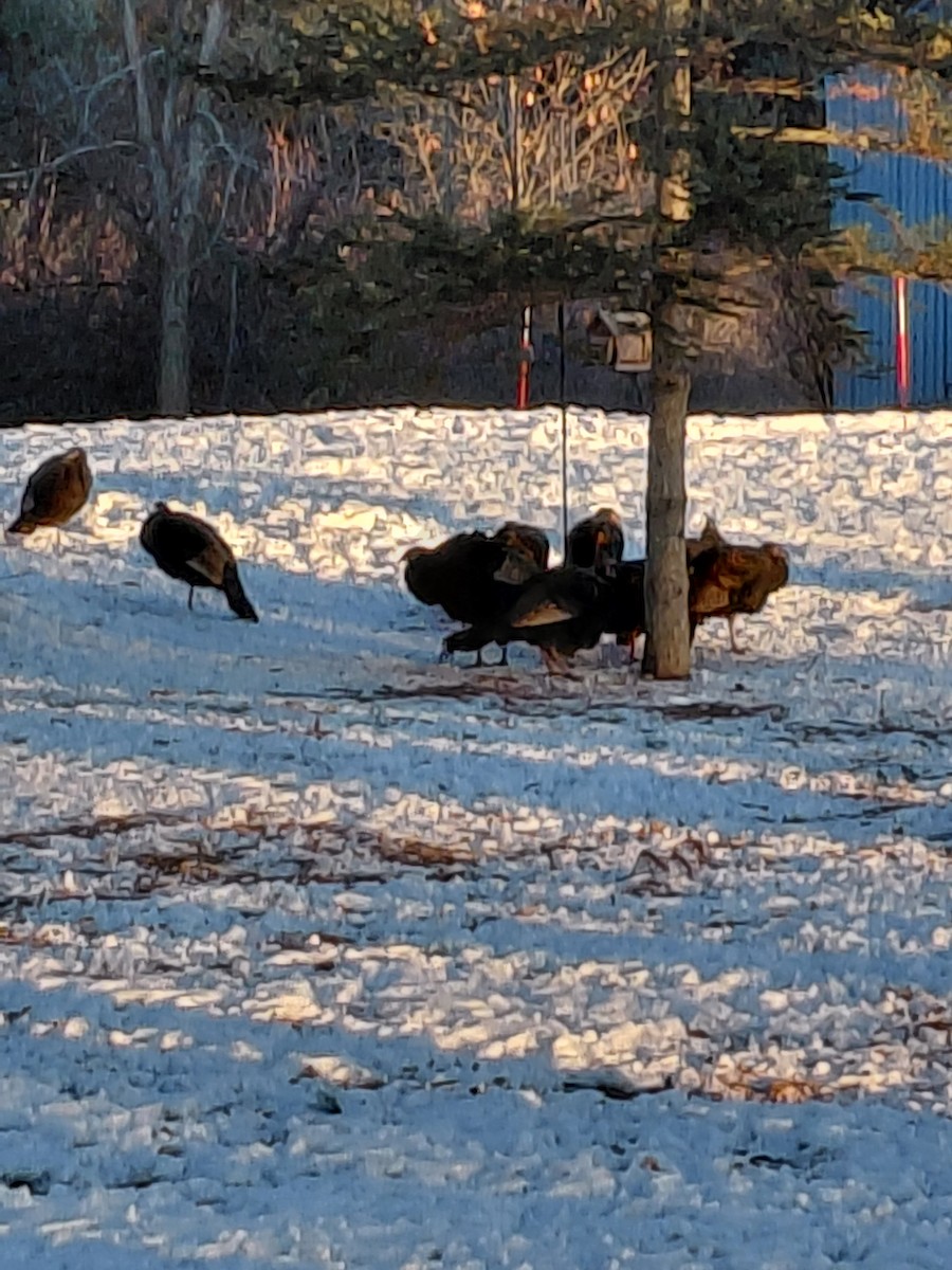 シチメンチョウ - ML646633341