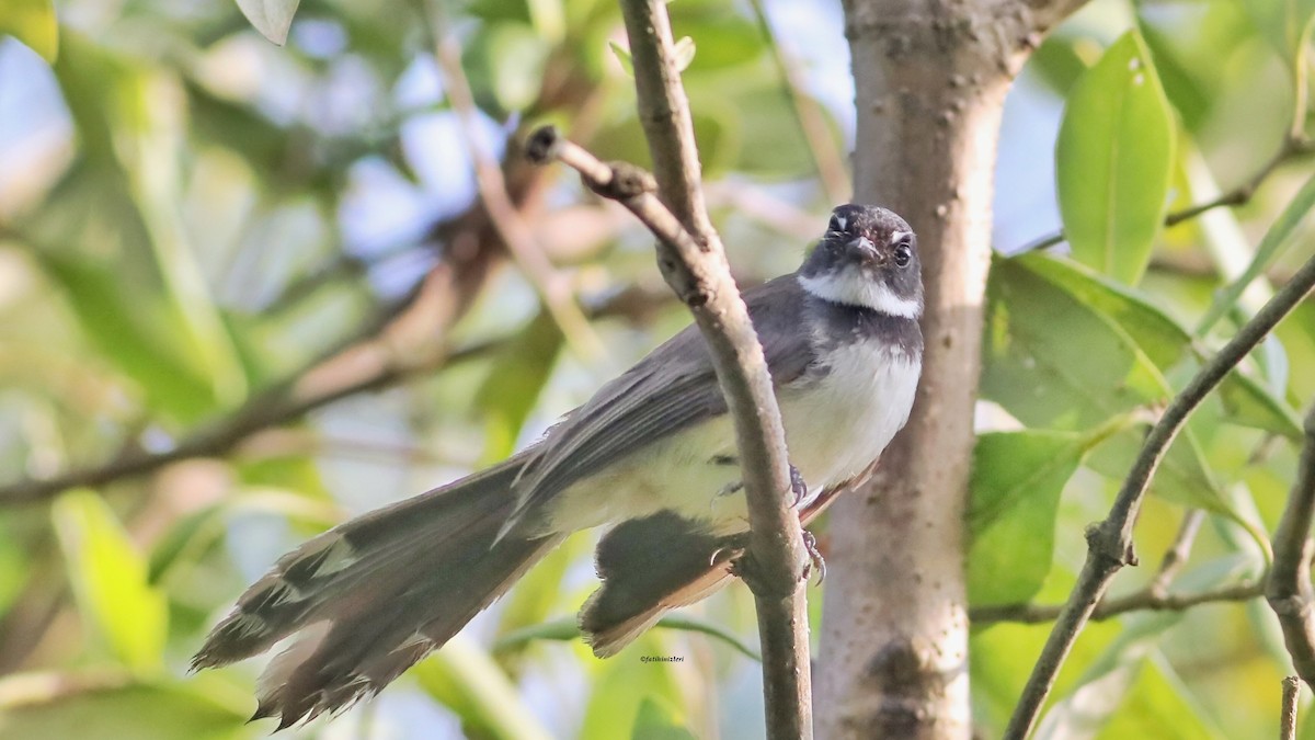 Malaysian Pied-Fantail - ML646633342
