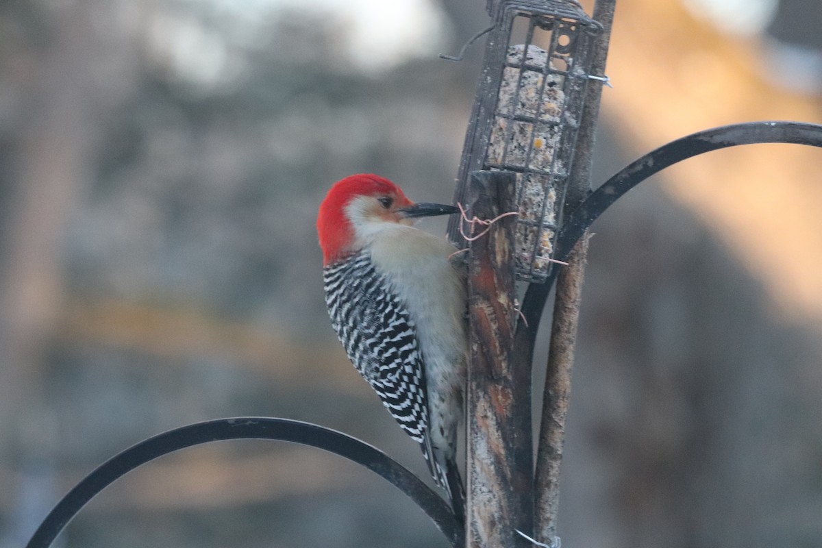 シマセゲラ - ML646633344