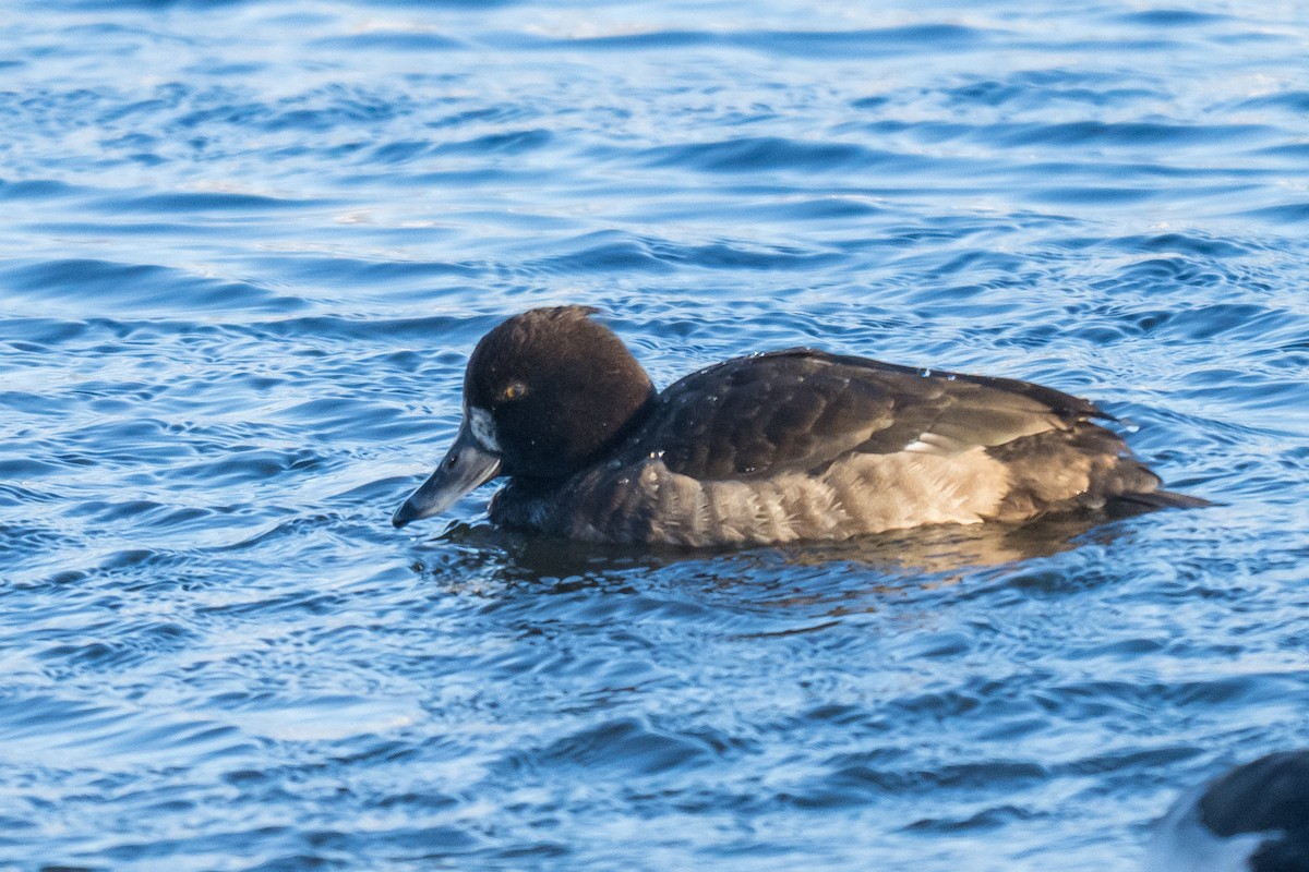 Чернь чубата - ML646633345