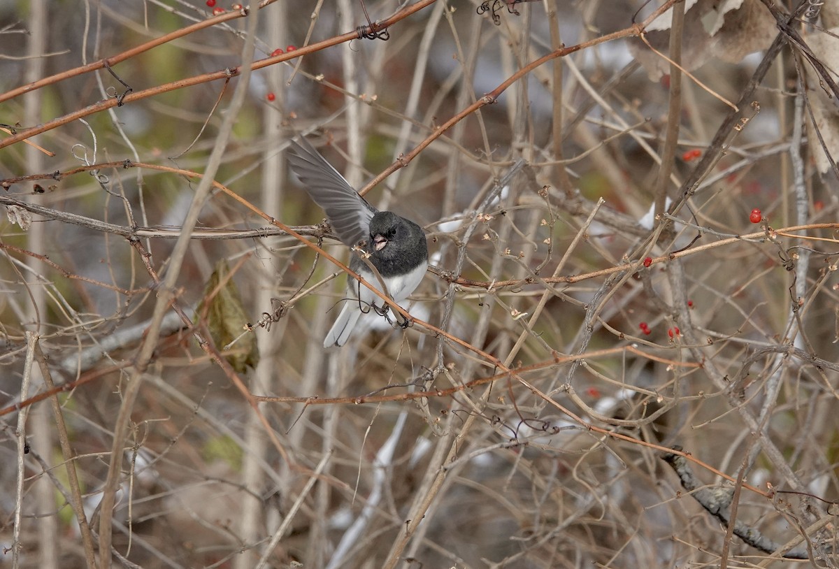 ユキヒメドリ - ML646633347