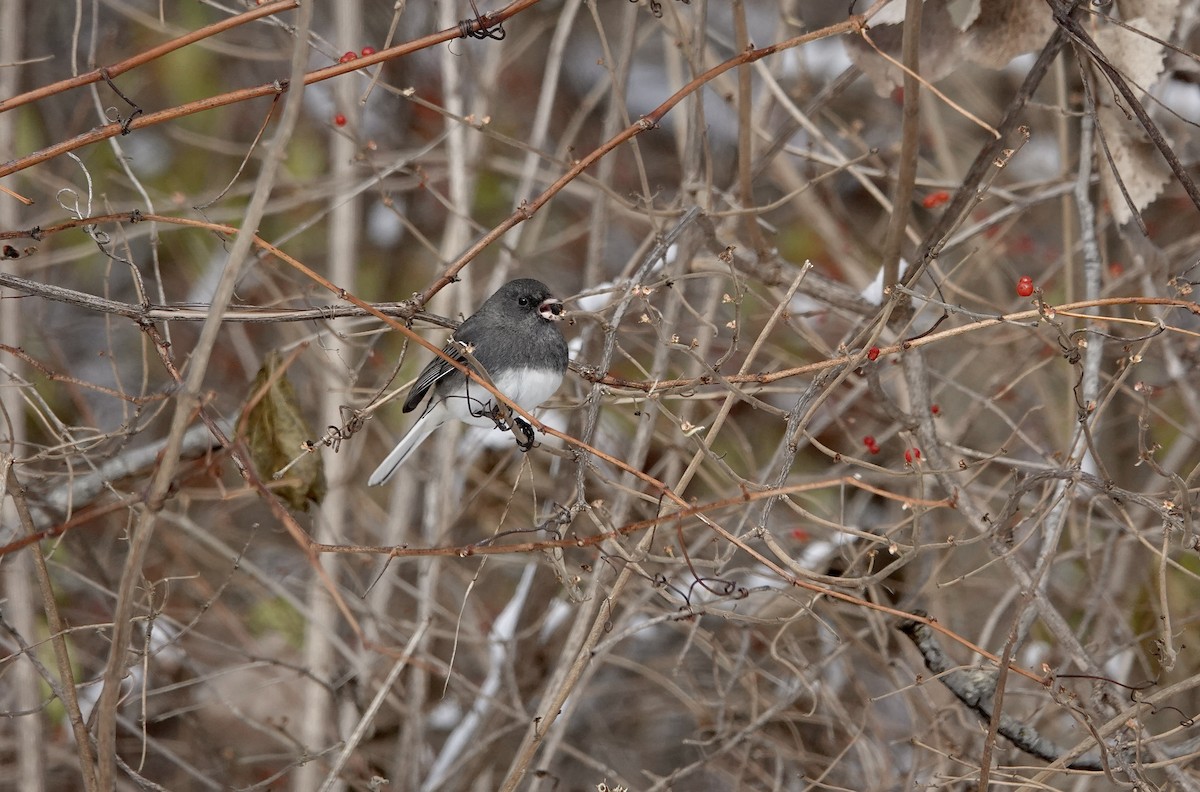 ユキヒメドリ - ML646633348