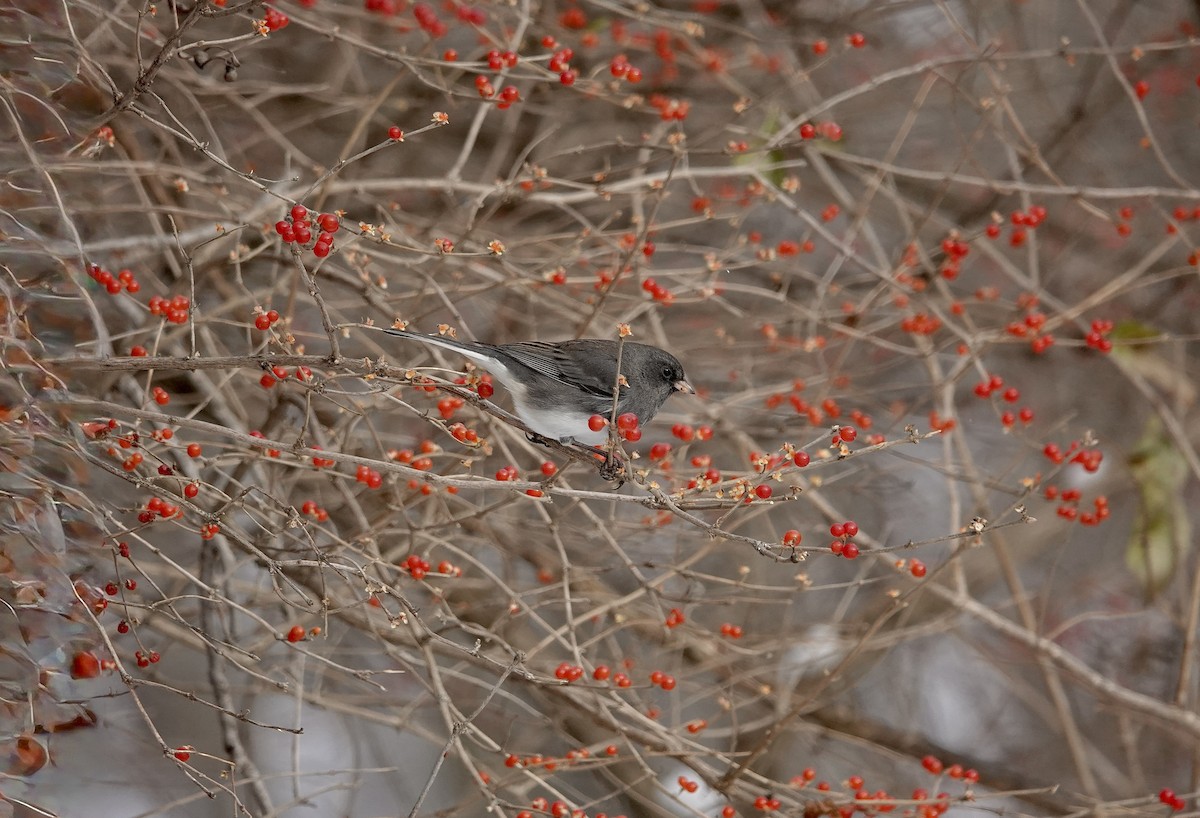 ユキヒメドリ - ML646633349