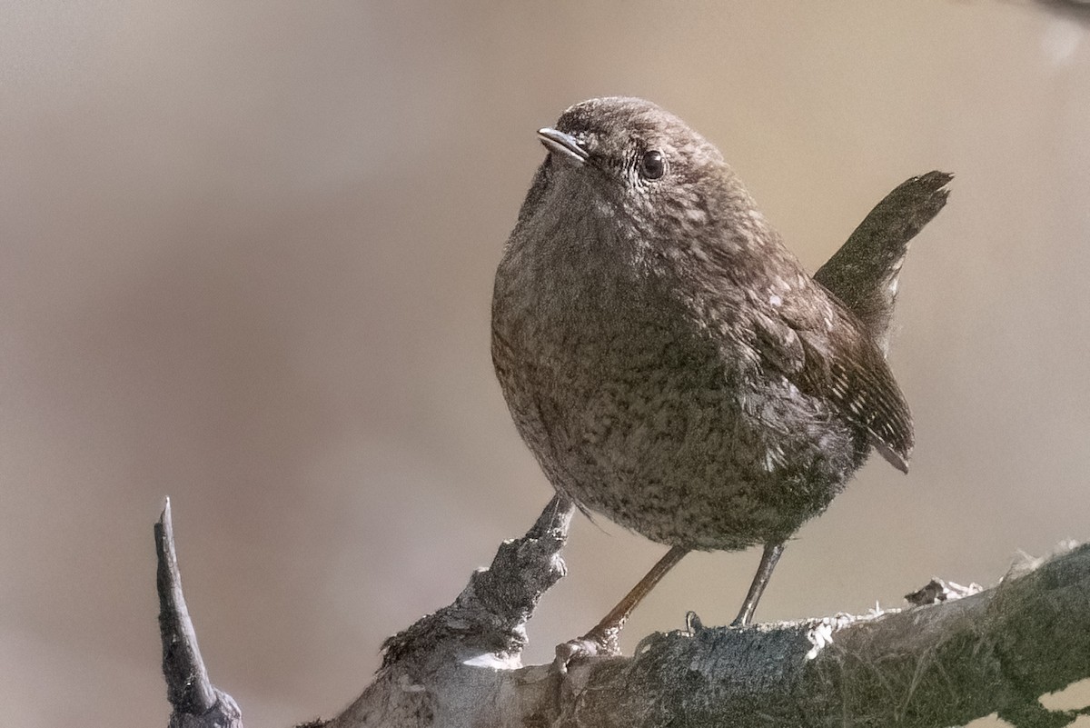 vintersmett - ML646633350