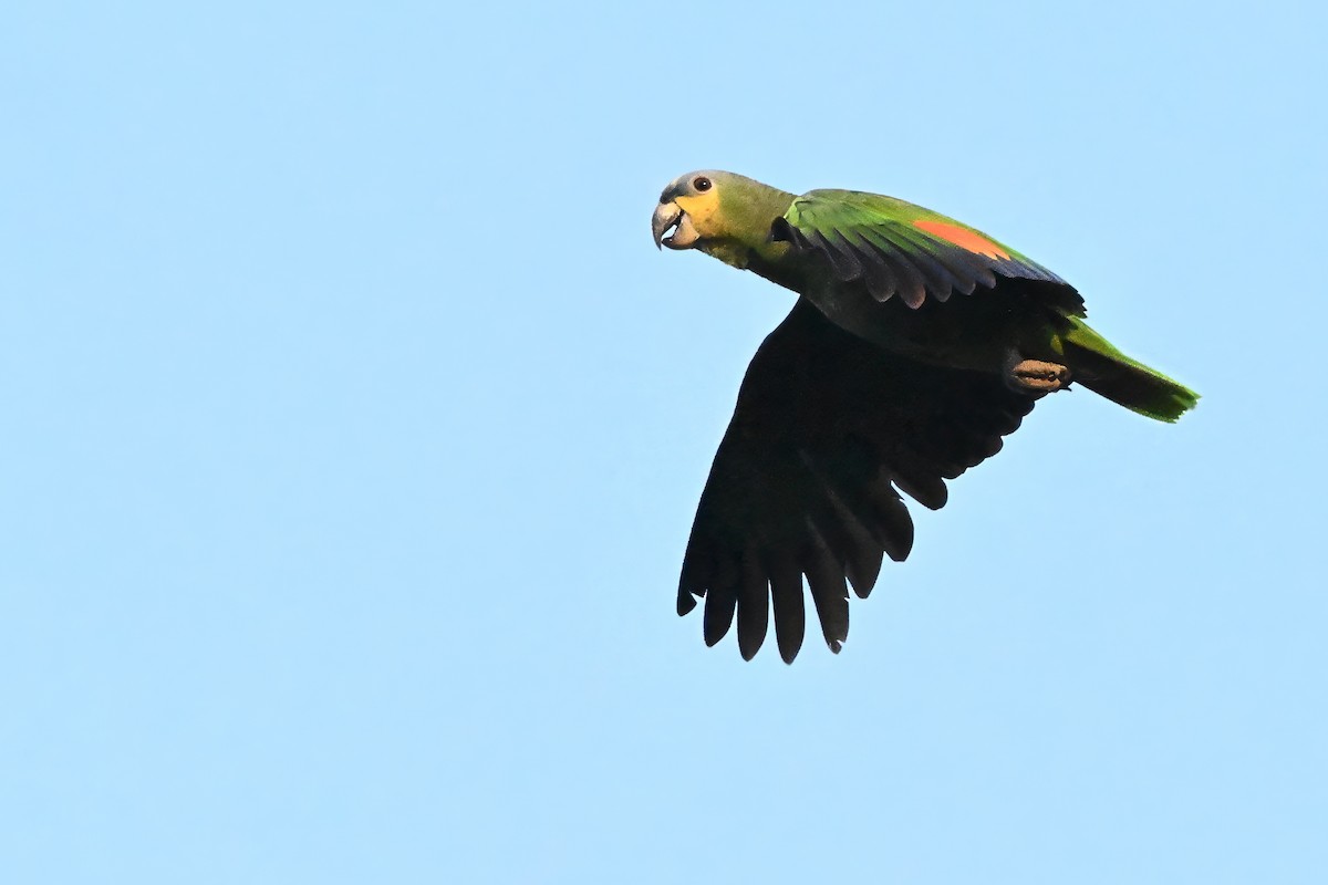 amazoňan oranžovokřídlý - ML646633351