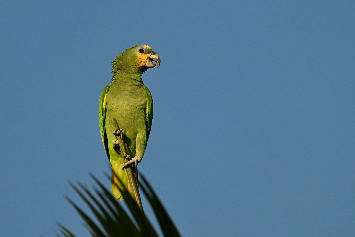 amazoňan oranžovokřídlý - ML646633353