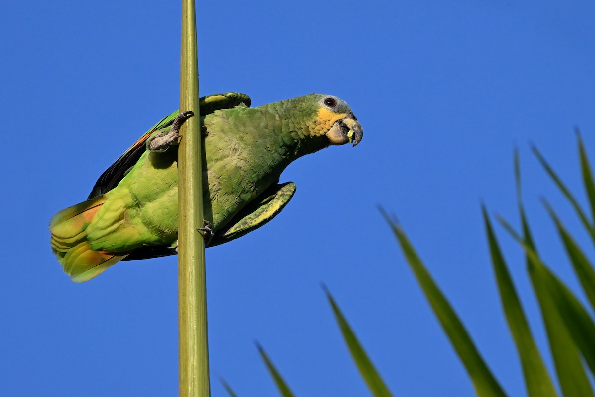 amazoňan oranžovokřídlý - ML646633354