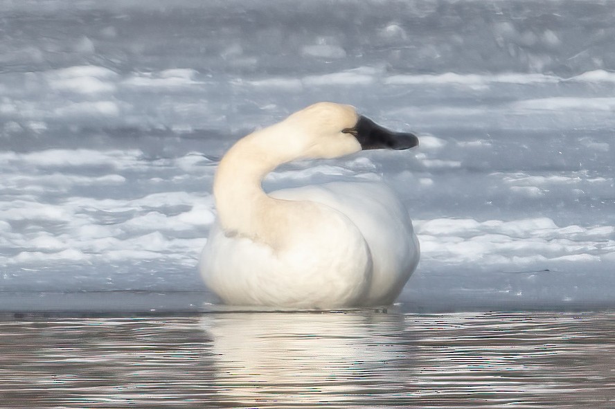 ברבור קטן - ML646633358