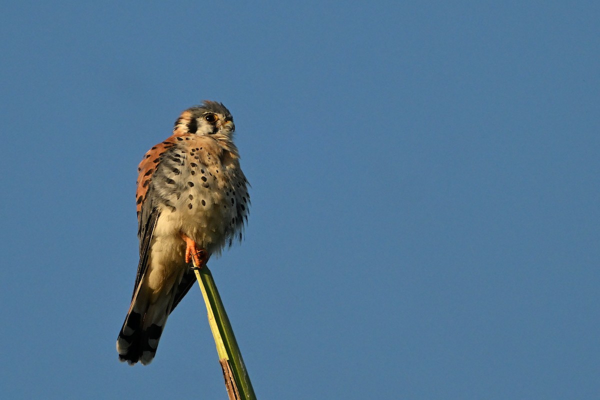 poštolka pestrá - ML646633360