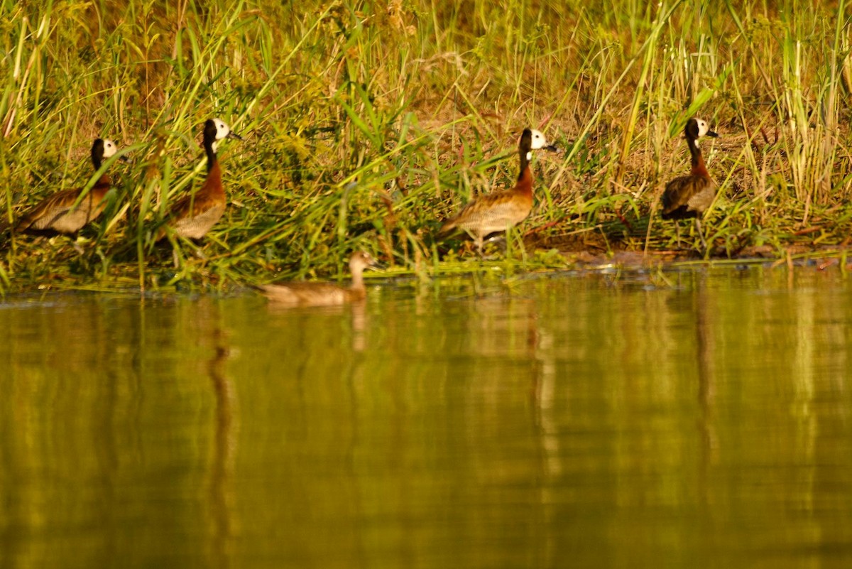 White-faced Whistling-Duck - ML646633361
