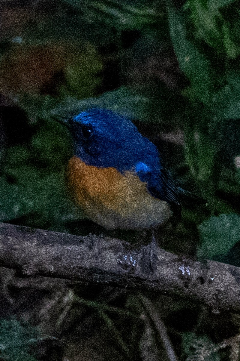 Blue-throated Flycatcher - ML646633362