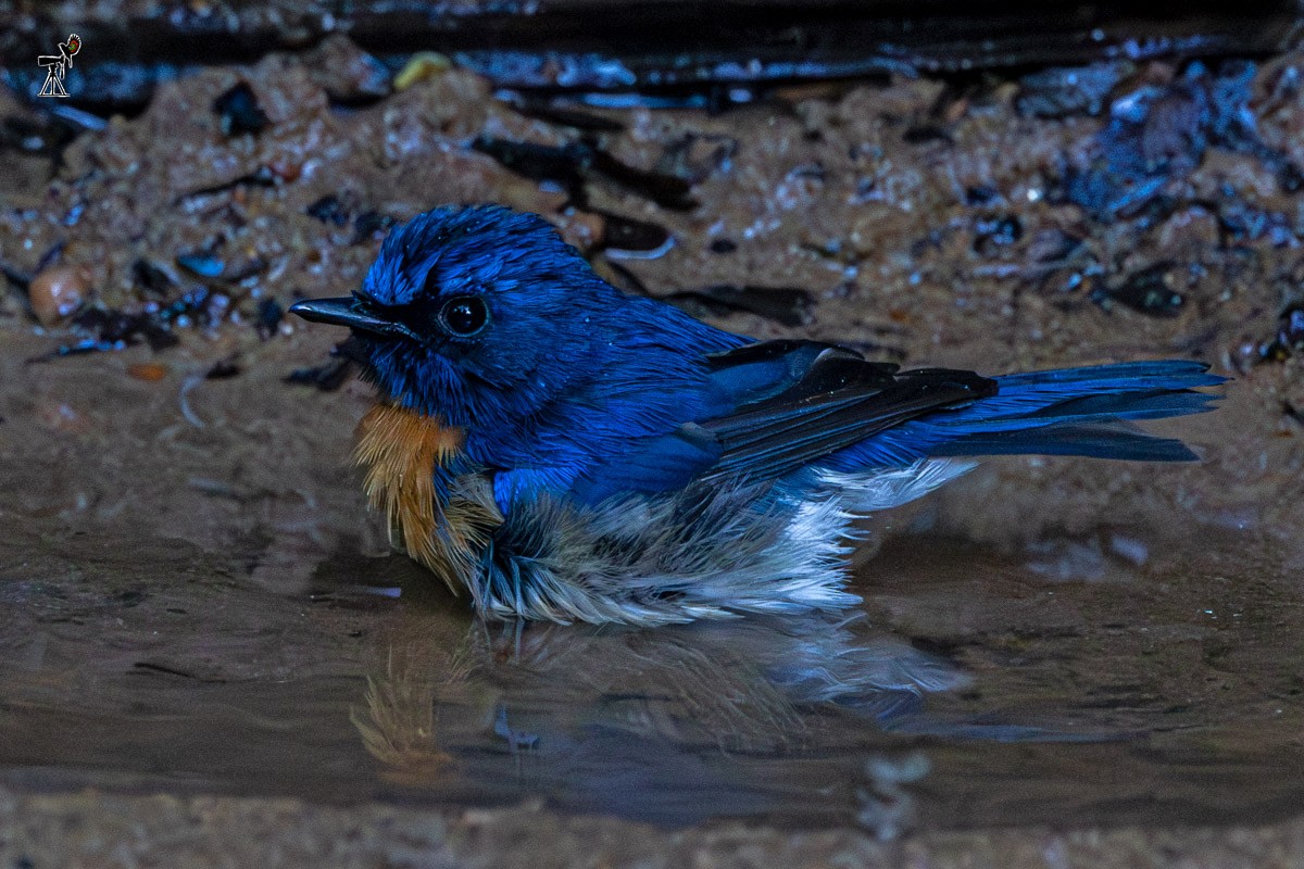 Blue-throated Flycatcher - ML646633363