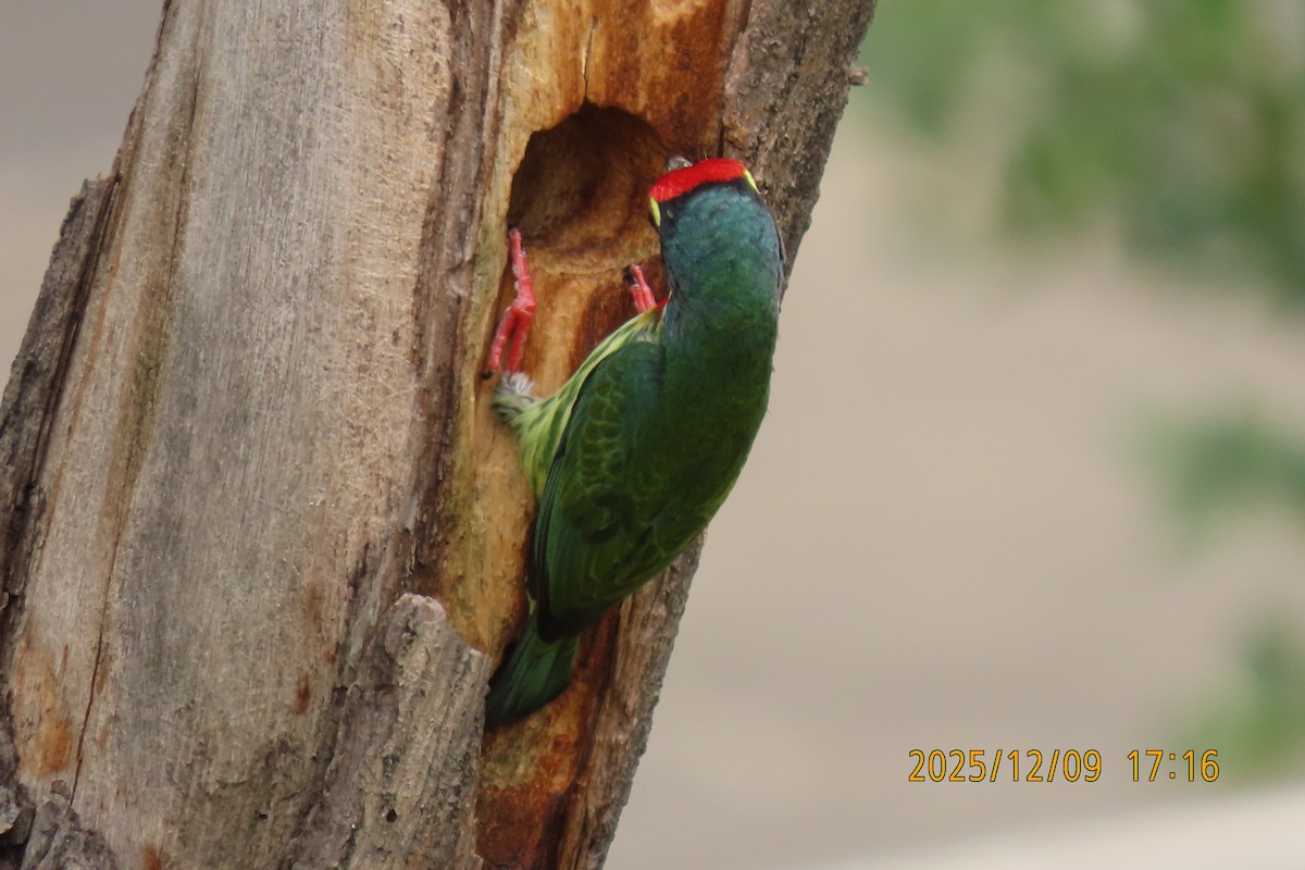 Coppersmith Barbet - ML646633374