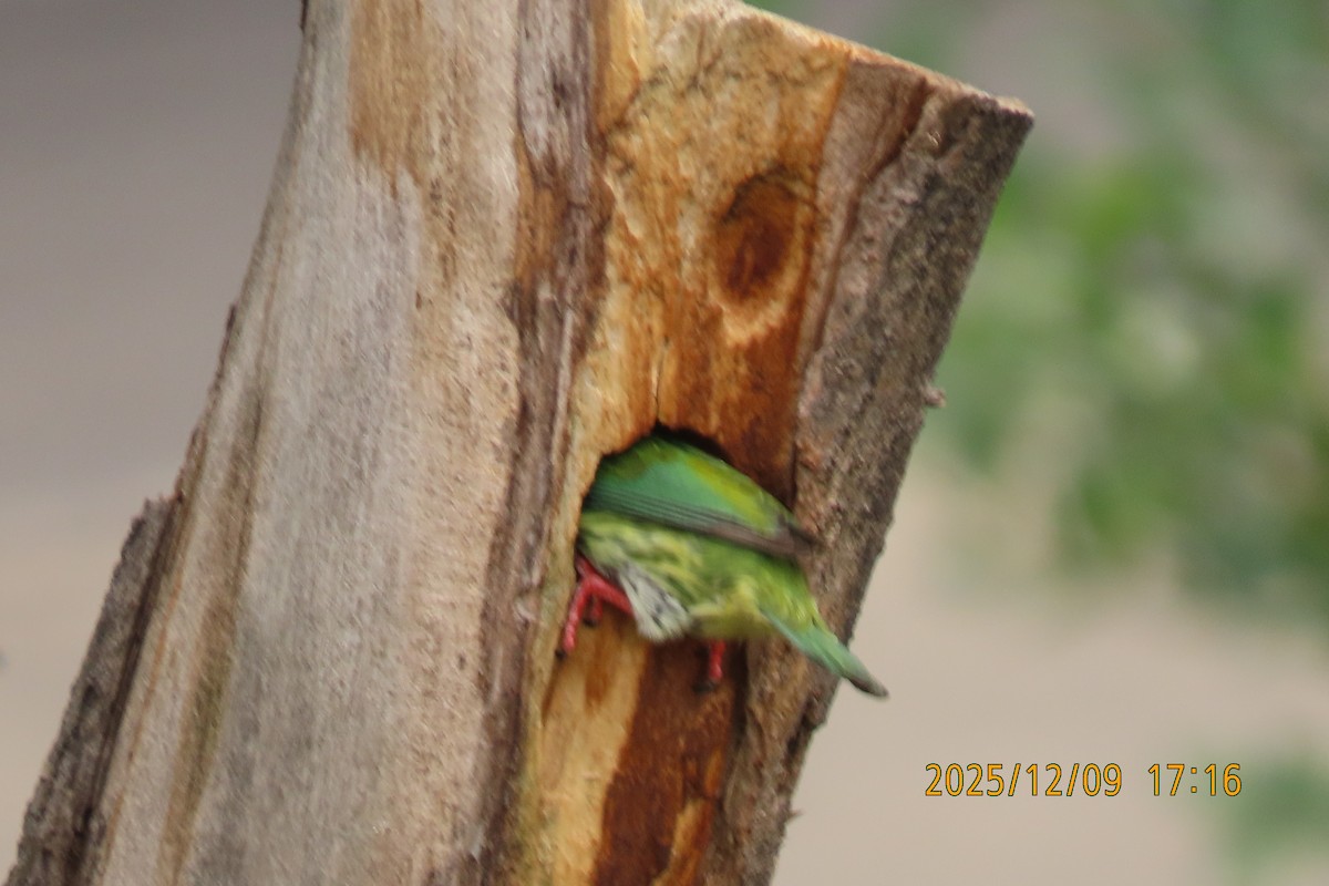 Coppersmith Barbet - ML646633375