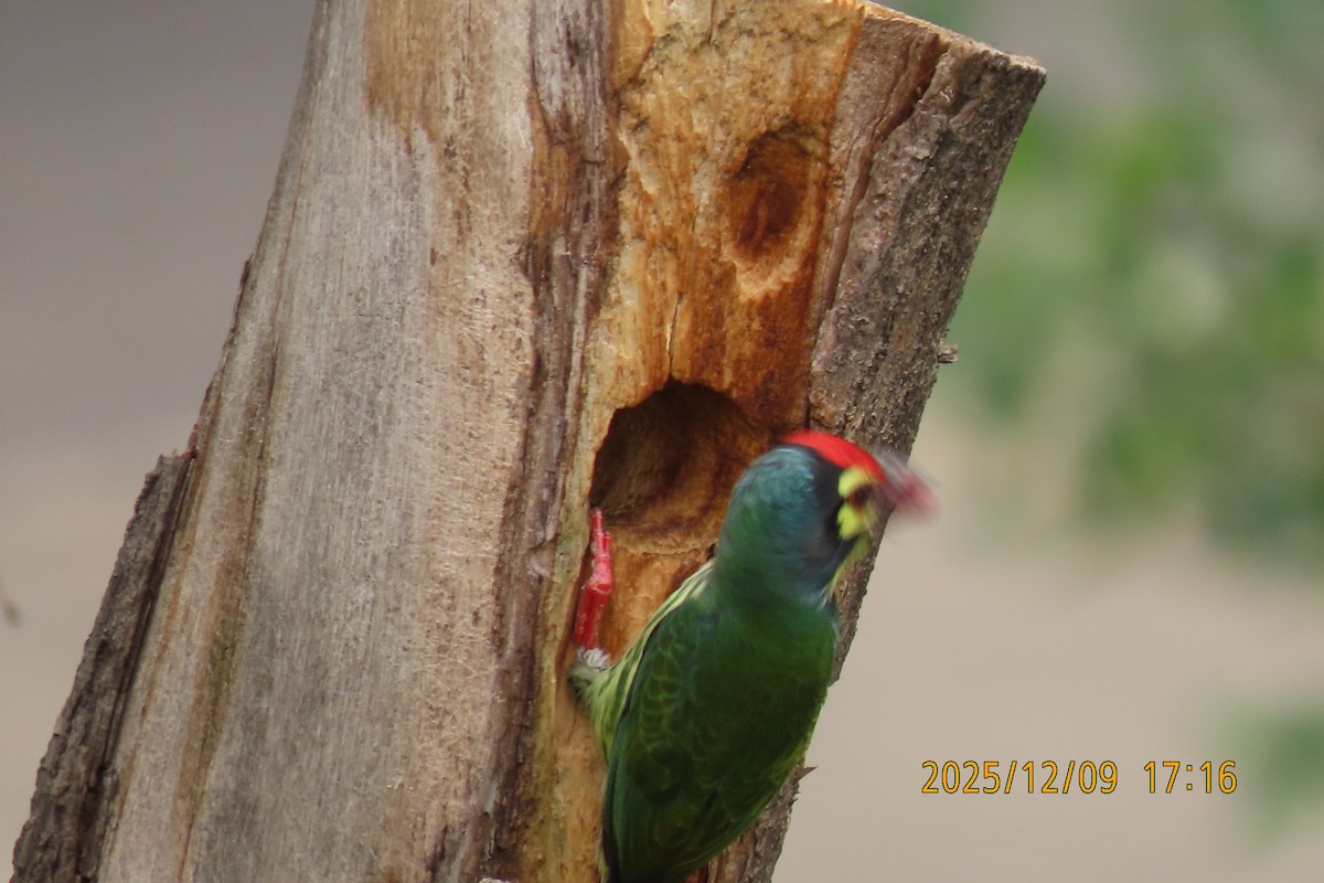 Coppersmith Barbet - ML646633376