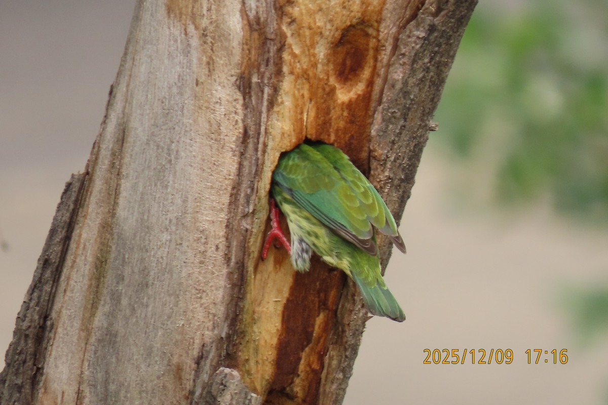 Coppersmith Barbet - ML646633383