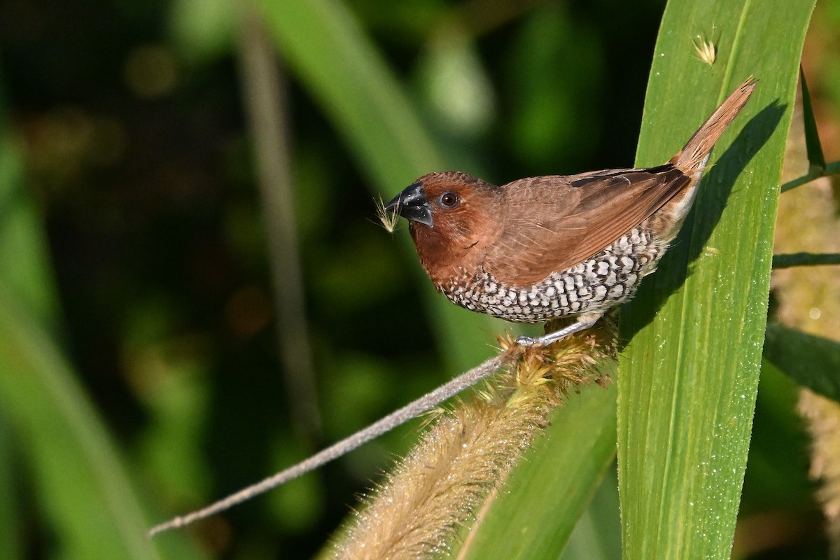 panenka muškátová - ML646633384