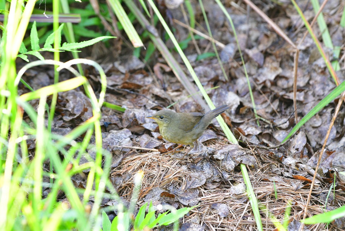 Baikal Bush Warbler - ML646633386