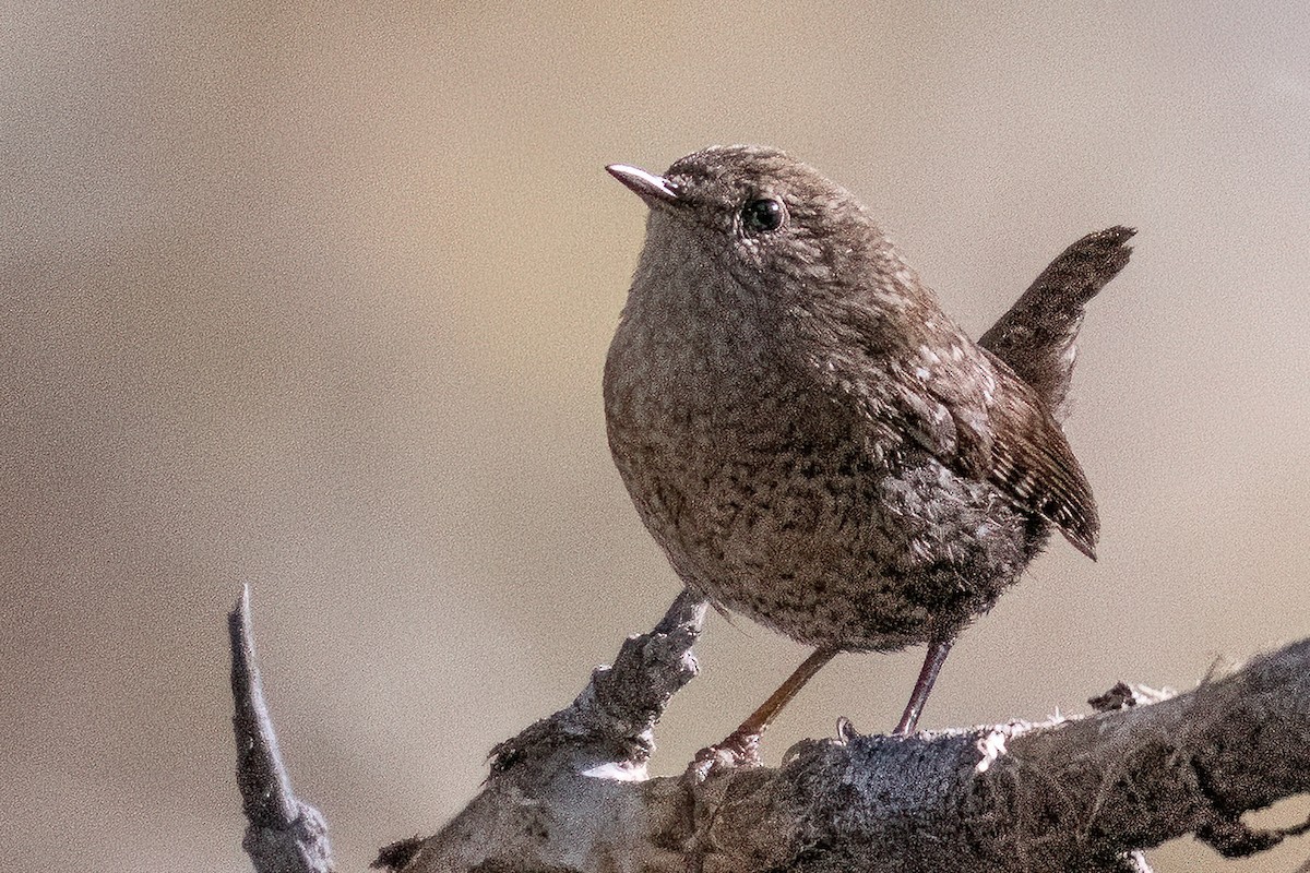 vintersmett - ML646633387